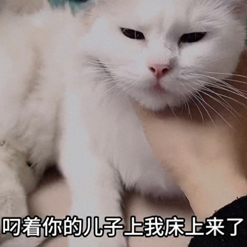 世界十大猫妈妈品牌排行榜(母猫十大品牌排行榜)插图4