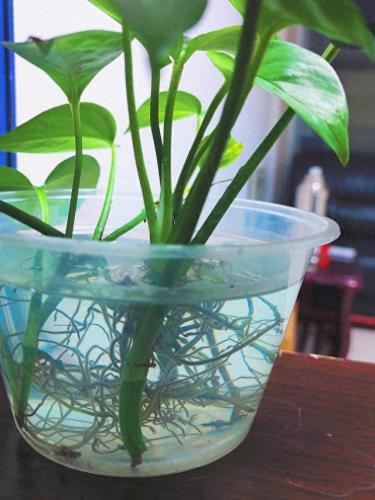 水培植物批发排名前十(高档的水培植物)插图5