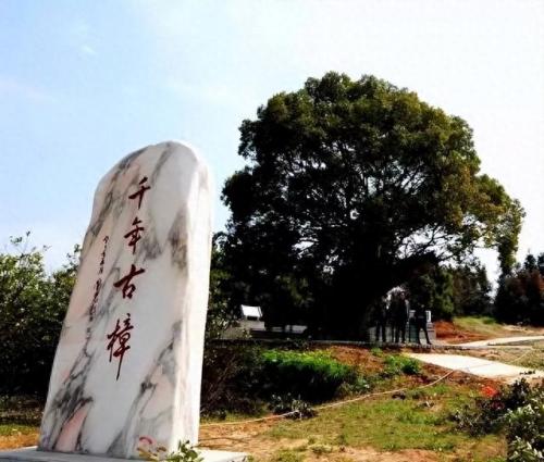 湖北风景树品种排名前十(湖北有名枣树品种)插图5