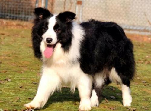 最新世界十大聪明犬排行榜(最聪明的大型犬排行)插图1