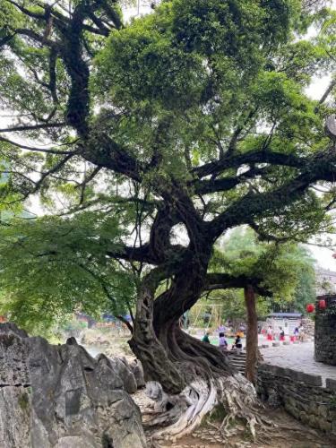 广西最奇葩的古镇排名前十(广西十大隐秘古镇)插图10
