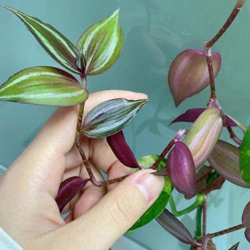 水培植物批发排名前十(高档的水培植物)插图18
