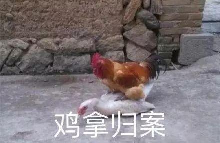 十大沙雕碰瓷排行榜图(沙雕动画碰瓷)插图2