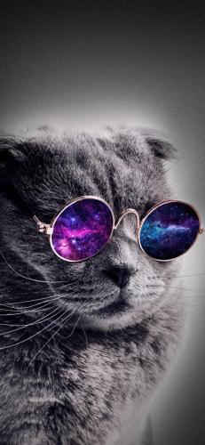 猫酷壁纸(最近很火的猫壁纸霸气)插图3