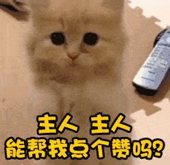 狗狗生病咨询(狗狗生病咨询平台)插图9