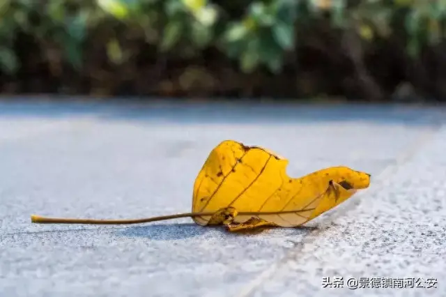 飞花轻寒李白(飞花轻寒古诗)插图7