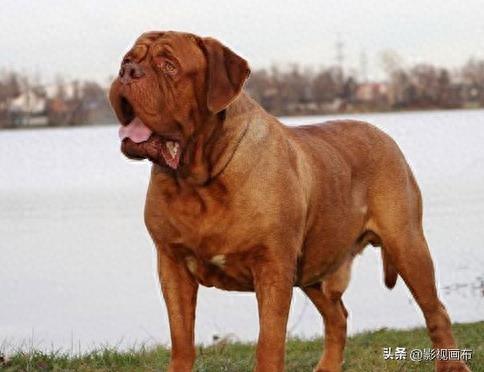 世界前五猎犬排名前十(世界三种猎犬排名前十)插图11