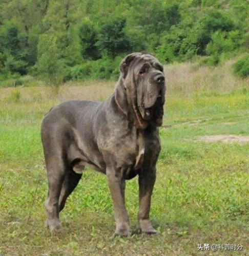 世界十大猛犬排名前十(世界十大猛犬排名榜前十名)插图8