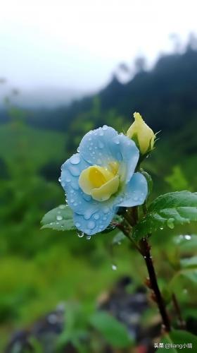 好一朵小兰花(一朵小兰花)插图6