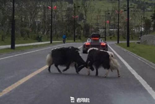 宜昌跑车排名前十(宜昌红色跑车)插图50