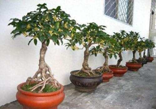 盆景桂花排名前十(哪里买桂花盆景最好)插图7