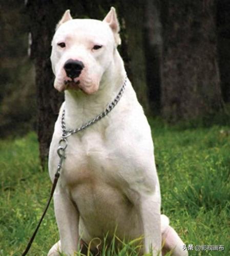 世界前五猎犬排名前十(世界三种猎犬排名前十)插图16