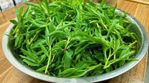笤帚菜(扫帚菜的功效和作用)插图3