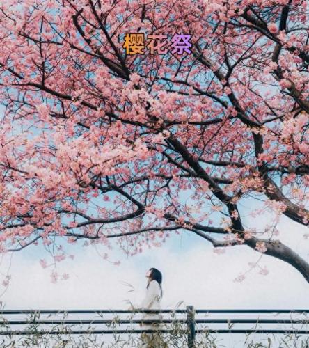 樱花树红色(樱花树)插图5