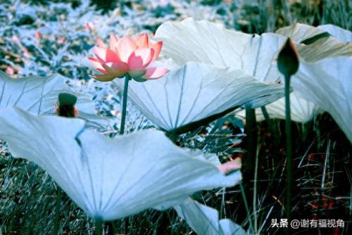 另类图库(49个图库app)插图15