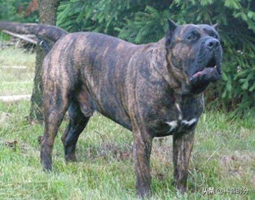 世界十大猛犬排名前十(世界十大猛犬排名榜前十名)插图9