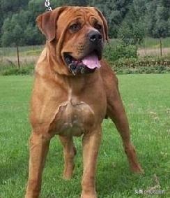 世界前五猎犬排名前十(世界三种猎犬排名前十)插图19