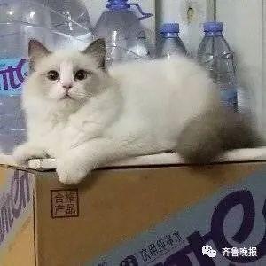 胡同里有只猫(胡同里有只喵)插图1