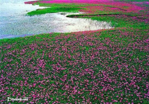 花海图片大全(鸟语花香的图片)插图22