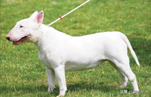 世界十大猛犬排名前十(世界十大猛犬排名榜前十名)插图4