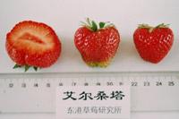十大草莓排名前十图片(吃草莓的十大好处)插图29