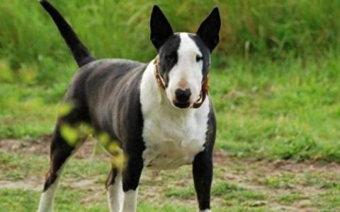 攻击犬排名前十(十大无攻击性犬)
