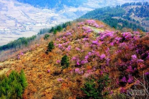 花海图片大全(鸟语花香的图片)插图21
