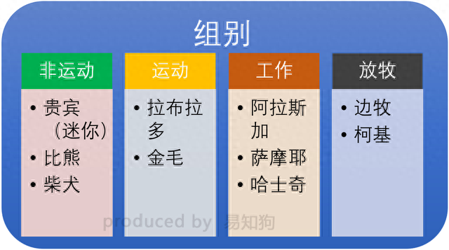 排名前十犬种(最好十种犬种)插图8