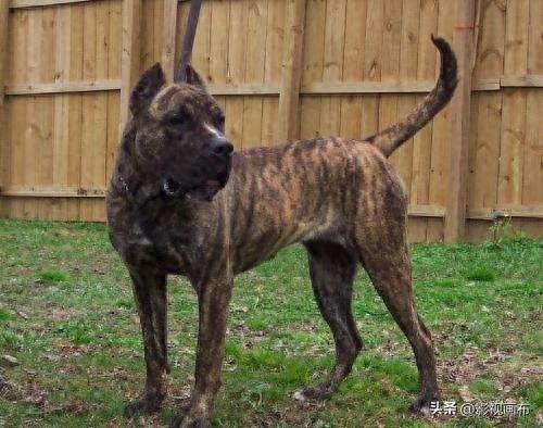 世界前五猎犬排名前十(世界三种猎犬排名前十)插图5