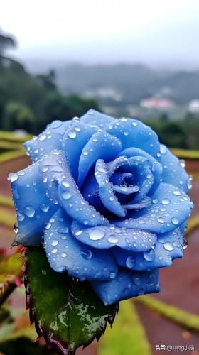 好一朵小兰花(一朵小兰花)插图2
