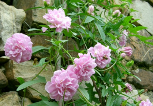 爬墙花卉排名前十(适合爬墙的花卉有哪些)插图5