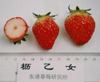 十大草莓排名前十图片(吃草莓的十大好处)插图12