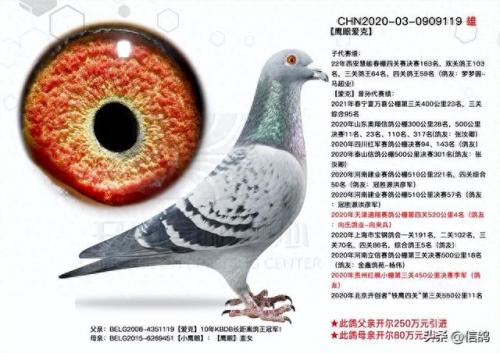尼尔森赛鸽公棚春棚(尼尔森赛鸽公棚)插图6