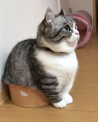 品种猫排名前十(猫品种排行靠前)插图3