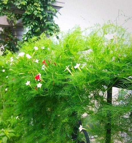 热带耐晒花卉排名前十(热带花卉攻略)插图4