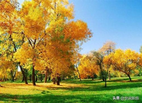 优秀短视频创作者排名前十(头条100位创作者排名)插图