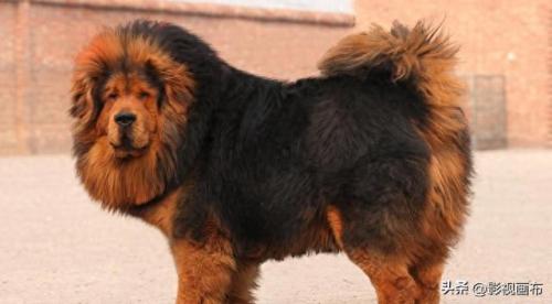 世界前五猎犬排名前十(世界三种猎犬排名前十)插图24