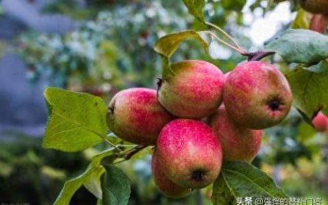 早春苹果挨一刀(倒春寒对苹果树影响)
