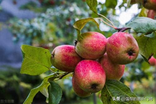 早春苹果挨一刀(倒春寒对苹果树影响)插图