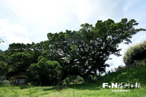 福州观赏树种排名前十(福州绿化树种有哪些)插图