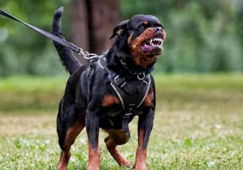 攻击犬排名前十(十大无攻击性犬)插图1
