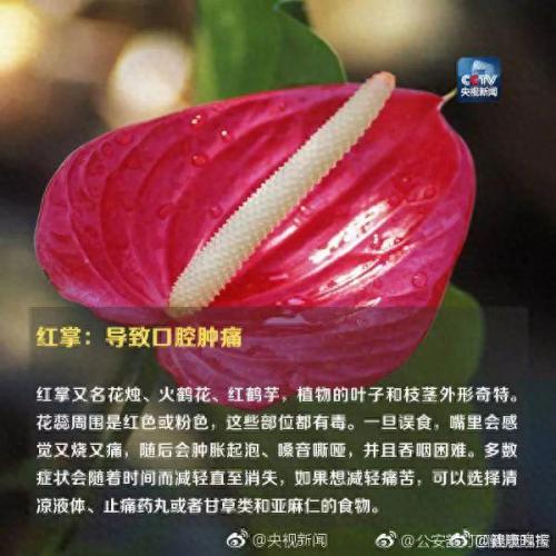 养合元是什么(养合元是什么东西呀)插图9