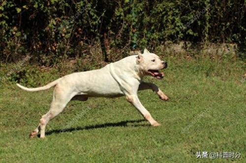 世界十大猛犬排名前十(世界十大猛犬排名榜前十名)插图18