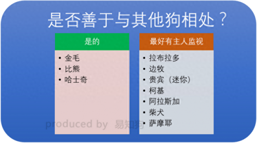 排名前十犬种(最好十种犬种)插图29
