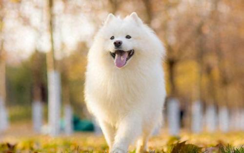 排名前十犬种(最好十种犬种)插图7