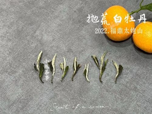 白茶品类排名前十(白茶品牌排名前十名)插图10