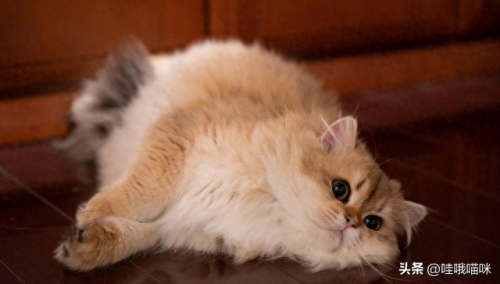 猫咪前十智商排名(猫咪智商最高的几个)插图5