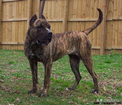 世界十大猛犬排名前十(世界十大猛犬排名榜前十名)插图6