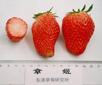 十大草莓排名前十图片(吃草莓的十大好处)插图9