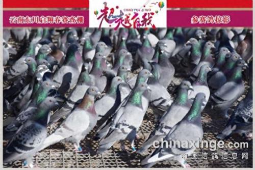 金亚赛鸽中心春棚(宣威金亚赛鸽中心春棚)插图11